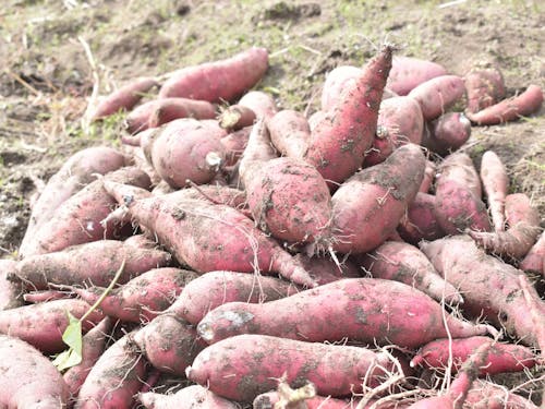 自然栽培さつまいも
