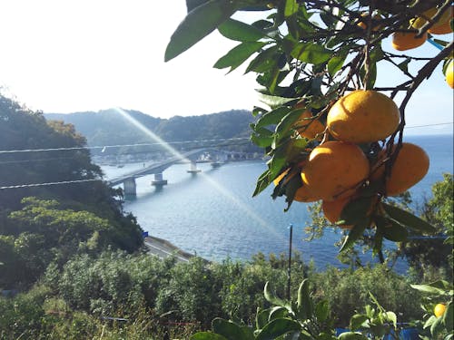 周防大島町では、これから、みかんが最盛期!