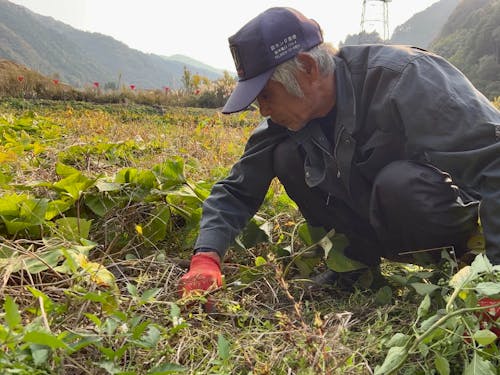 地域の人から頼りにされている伊藤さん。この日は、いもほり。