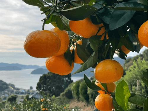 海を感じるみかん畑