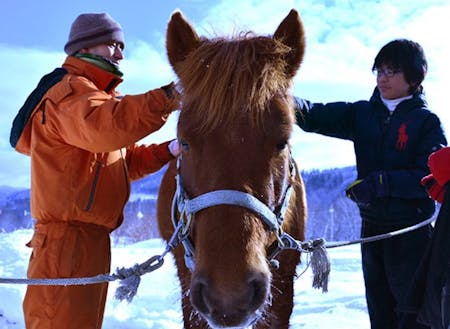 町内在住の道産子馬ハナちゃんに乗せてもらったり、餌をあげたりするコンテンツも用意！