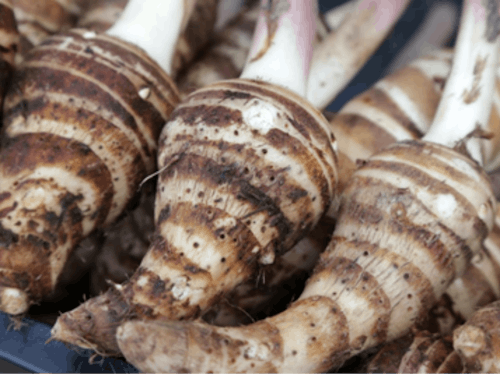 美しい縞模様が特徴の海老芋