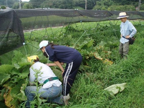 青々とした畑で収穫体験
