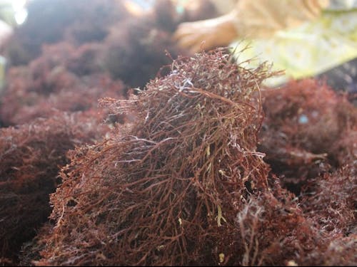 ところてんの原料・テングサ