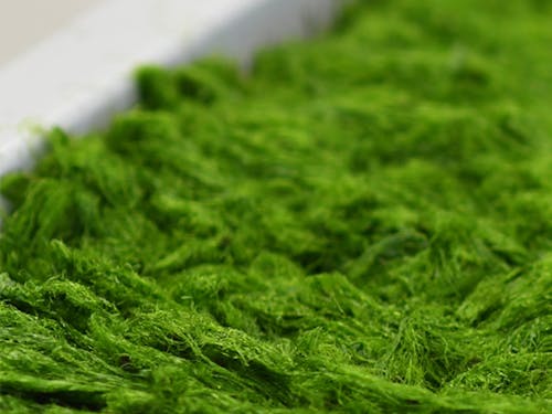 鮮やかな緑色のスジアオノリ