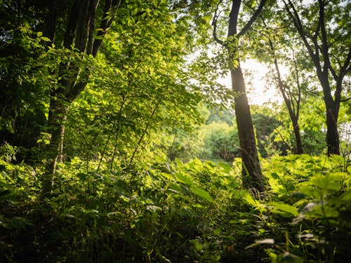 自然と近い暮らし