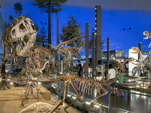 「福井県」は恐竜王国