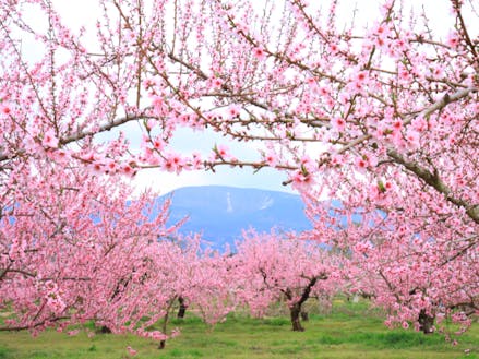 春には桃の花が咲き乱れ、そこは桃源郷！