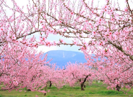 春には桃の花が咲き乱れ、そこは桃源郷！