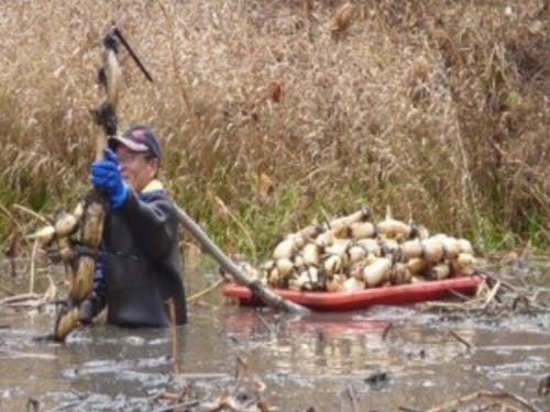 冬にしかできないレンコン掘り体験
