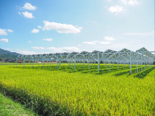 環境に貢献!田んぼの上ではソーラーシェアリング