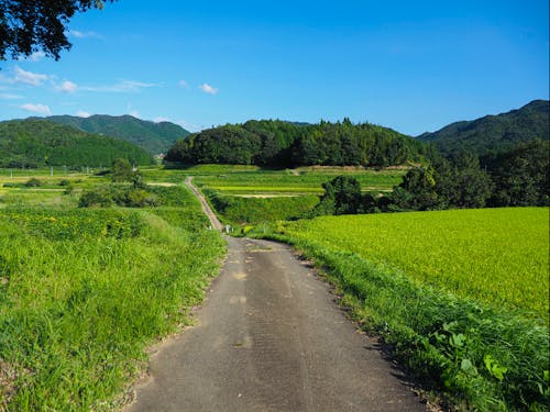 360度グリーン一色