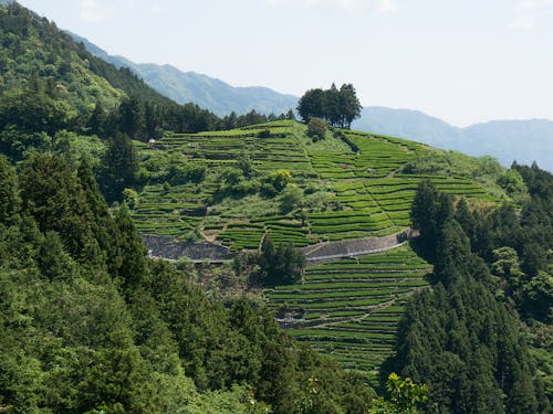 津野町桂の茶畑