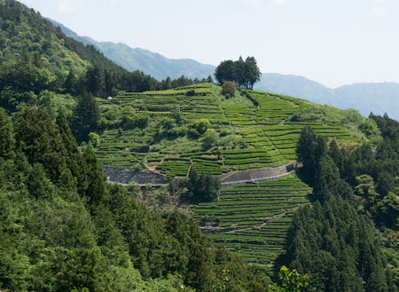 津野町桂の茶畑