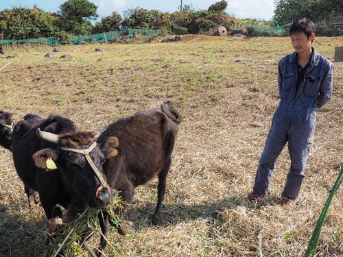 優しい眼差しで牛たちを見守る花田さん