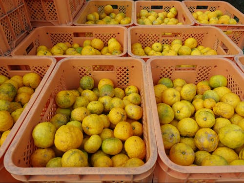 収穫されたゆずが加工場に集まります