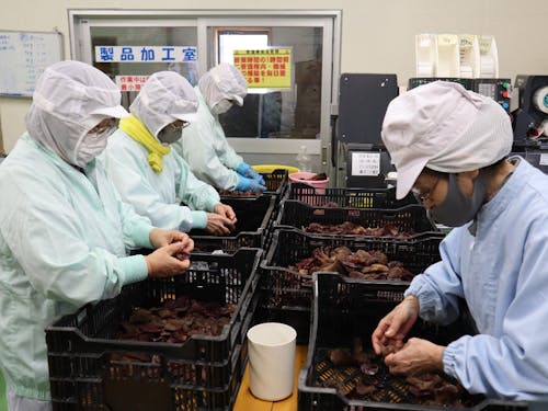 きくらげ加工作業風景 (株)南国きのこ苑