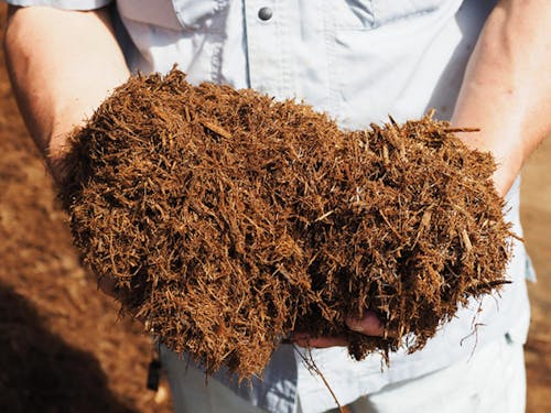 栄養価の高いさとうきびの発酵バガスを菌床に使用 (株)南国きのこ苑