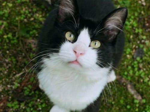 水際のロッジ看板猫のなめ。スタッフも、お客様も、皆なめの虜です