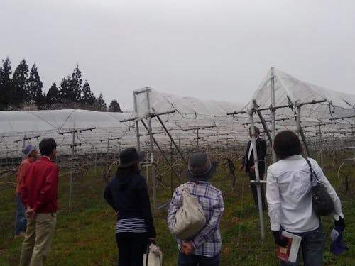 ワイン用品種の垣根仕立ての畑にて。大迫町のブドウ栽培は全国的にも珍しい雨よけ栽培をしています。