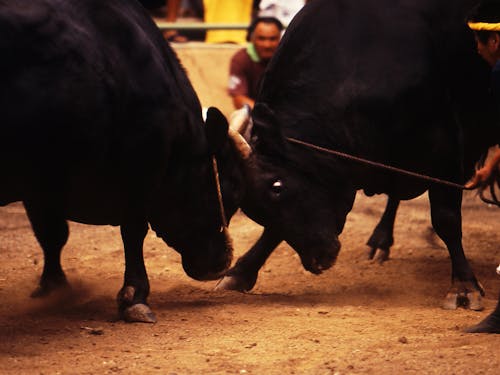 隠岐の島町・牛突き