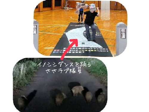 佐々並地域に出没するイノシシたち