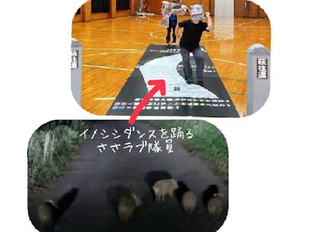 佐々並地域に出没するイノシシたち