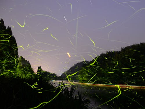 ホタルの乱舞 5月.6月にはホタル舟も運行します