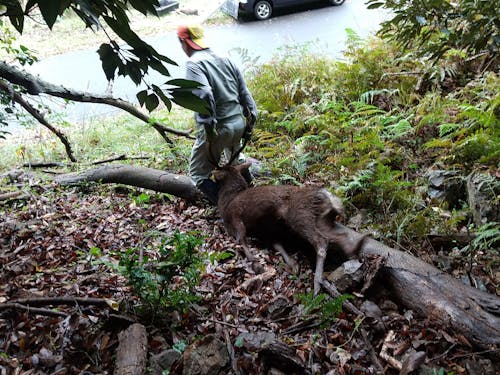 山林で大きな獲物を運ぶのは重労働