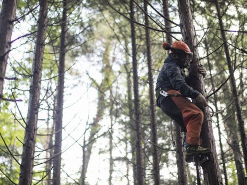木に登って、木を伐る準備をしている受講生。木登りをすると、童心に帰ったような生き生きとした表情になります。