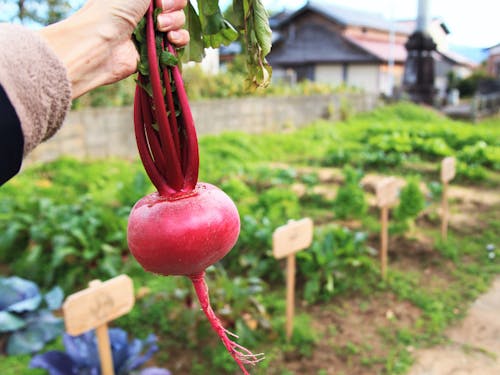 家庭で野菜を育てる人も多く、自社菜園を持つ福祉施設もある。