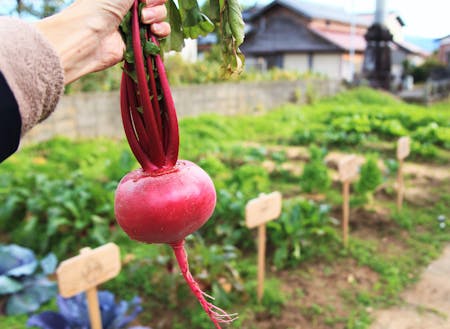 家庭で野菜を育てる人も多く、自社菜園を持つ福祉施設もある。