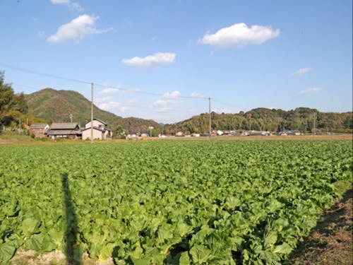 農業研修では白菜の収穫を行います!