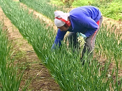 お花の収穫をする大悟さん