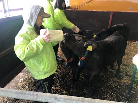 子牛にミルクをあげる農業体験者
