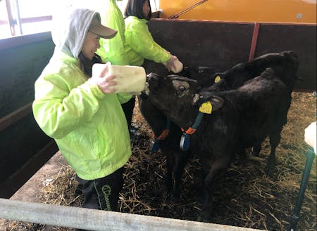 子牛にミルクをあげる農業体験者
