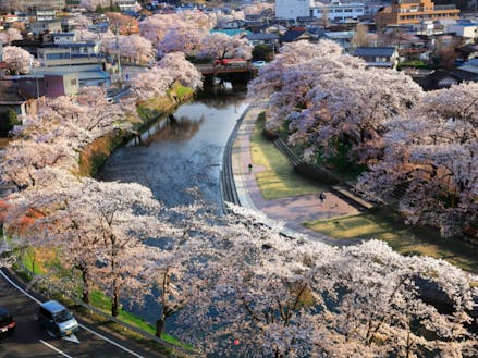 町の中心部を流れる川沿いの桜並木