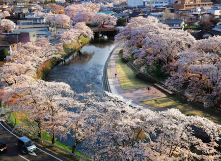 町の中心部を流れる川沿いの桜並木