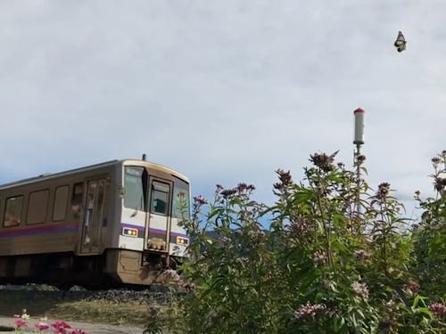 アサギマダラと美祢線