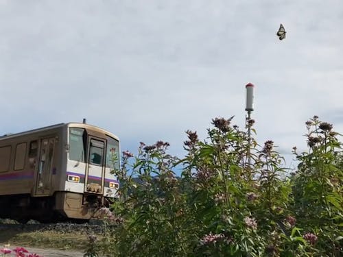 アサギマダラとJR美祢線