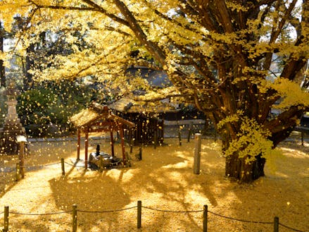 稲田禅坊西念寺のお葉付イチョウ