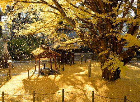 稲田禅坊西念寺のお葉付イチョウ