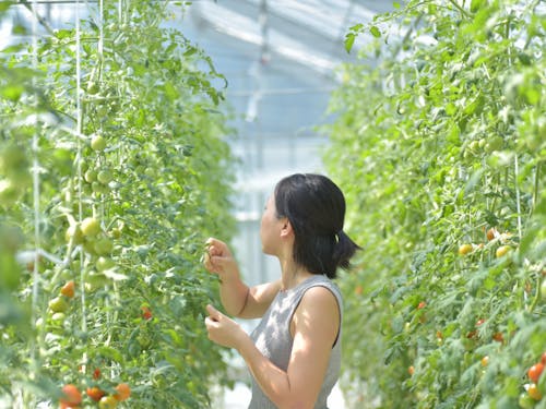 小林農園の作業風景。