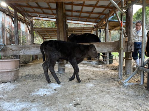 子牛が生まれました!