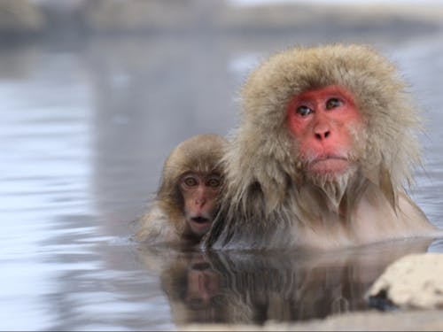 温泉に浸かるスノーモンキーは今の時期しか見れない