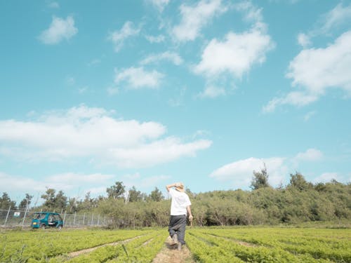 津堅島の特産はにんじん!