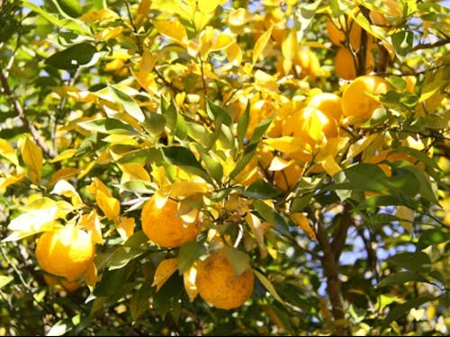 茂木町の誇るおいしい恵み、ゆず!