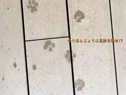 ゆりほんじょうに足跡を残しませんか?!