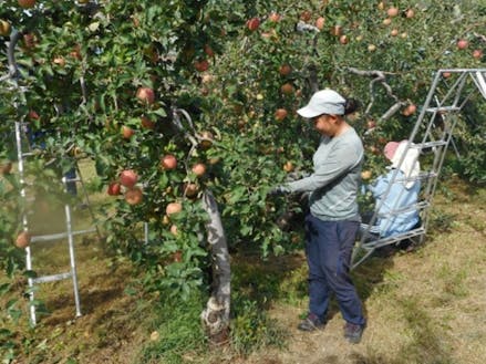りんごの収穫している様子です。