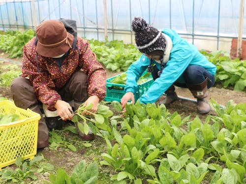 ビニールハウスでの収穫お手伝い